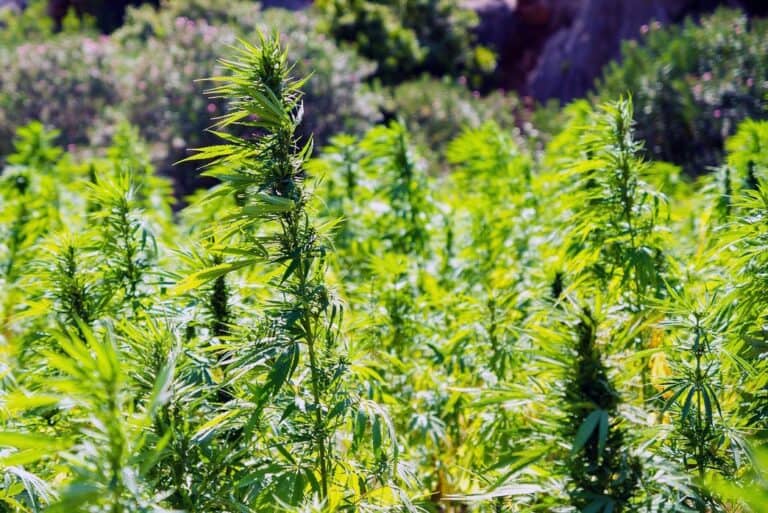 Lush green cannabis plants growing outdoors, thriving in natural sunlight, ideal for sustainable cannabis cultivation farms.