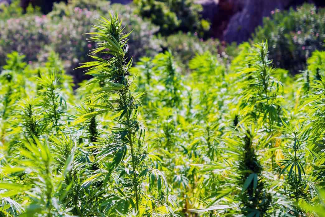 Lush green cannabis plants growing outdoors, thriving in natural sunlight, ideal for sustainable cannabis cultivation farms.